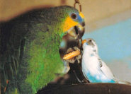 Help for animals and pets from Kim Malonie, animal whisperer