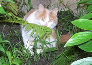 Help for animals and pets from Kim Malonie, animal whisperer