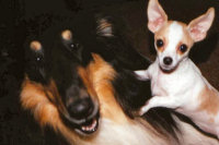 Help for animals and pets from Kim Malonie, animal whisperer