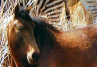 Help for animals and pets from Kim Malonie, animal whisperer