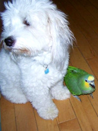 Mushuu and Sabre