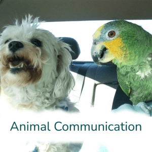KimMalonieAnimalCommunicationButton Kim Malonie Animal Communication